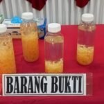 Penyelundupan 50 Ribu Benih Lobster di Merak Digagalkan Aparat Gabungan, Kerugian Negara Capai Rp7,5 Miliar
