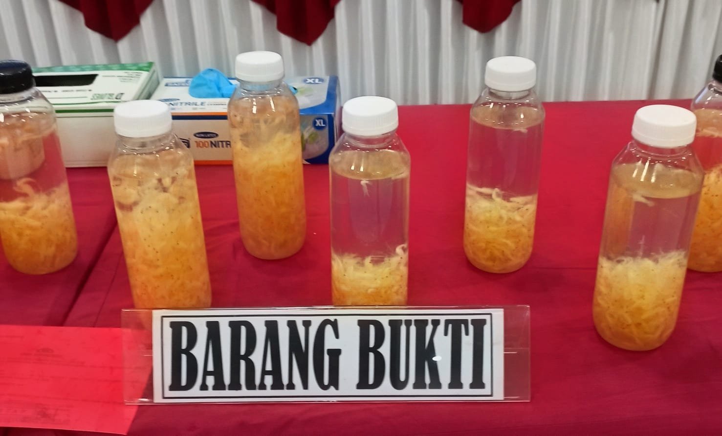 Penyelundupan 50 Ribu Benih Lobster di Merak Digagalkan Aparat Gabungan, Kerugian Negara Capai Rp7,5 Miliar