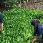 Peringatan Hari Mangrove Sedunia: Ketika Bibit Mangrove Jadi Napas Baru Kesejahteraan Warga Pesisir Pandeglang