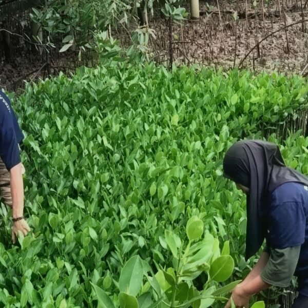 Peringatan Hari Mangrove Sedunia: Ketika Bibit Mangrove Jadi Napas Baru Kesejahteraan Warga Pesisir Pandeglang