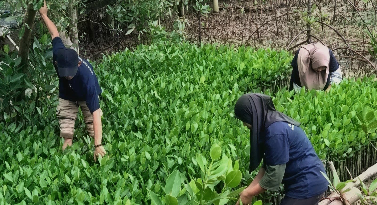 Peringatan Hari Mangrove Sedunia: Ketika Bibit Mangrove Jadi Napas Baru Kesejahteraan Warga Pesisir Pandeglang